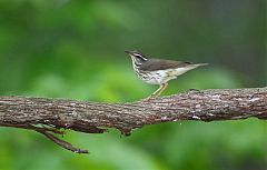 Louisiana Waterthrush